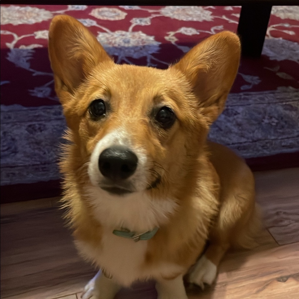 Meet your Posher, 🐶bento box